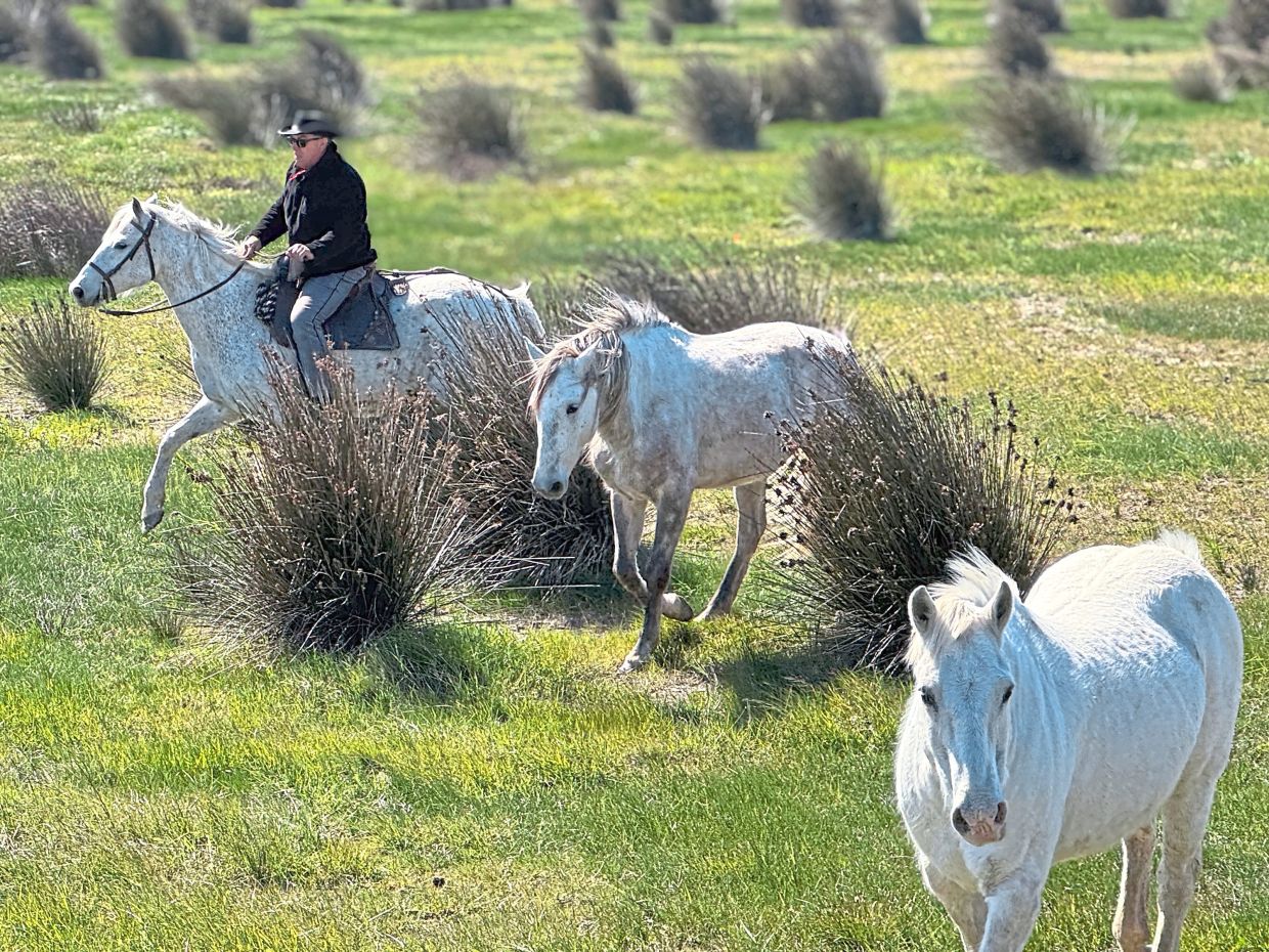The Camargue region of France is famous for its white horses. Passengers can make a stop here to see the cowboys in action.
