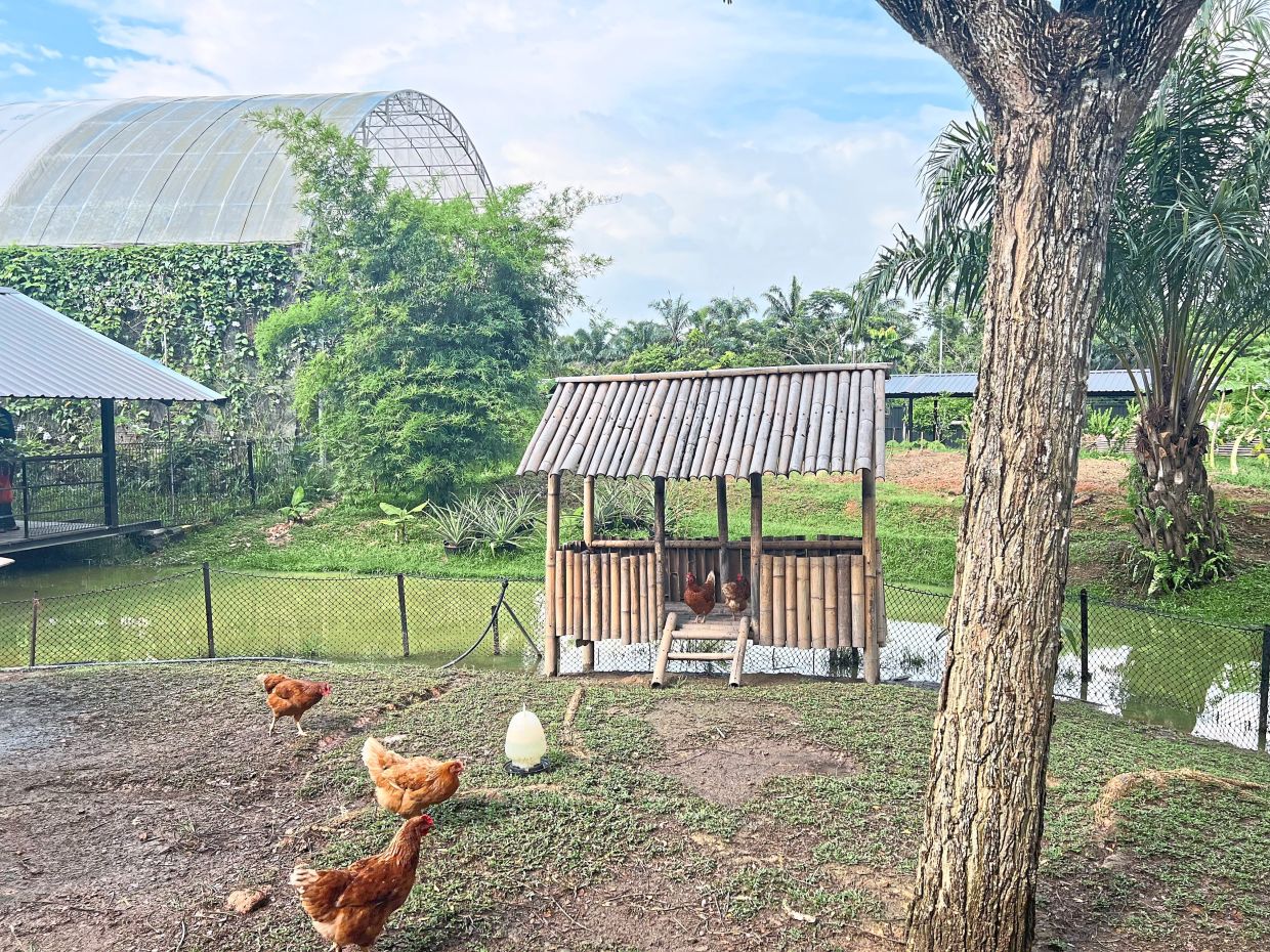 X Ladang lets visitors get a feel of what farm life is like.