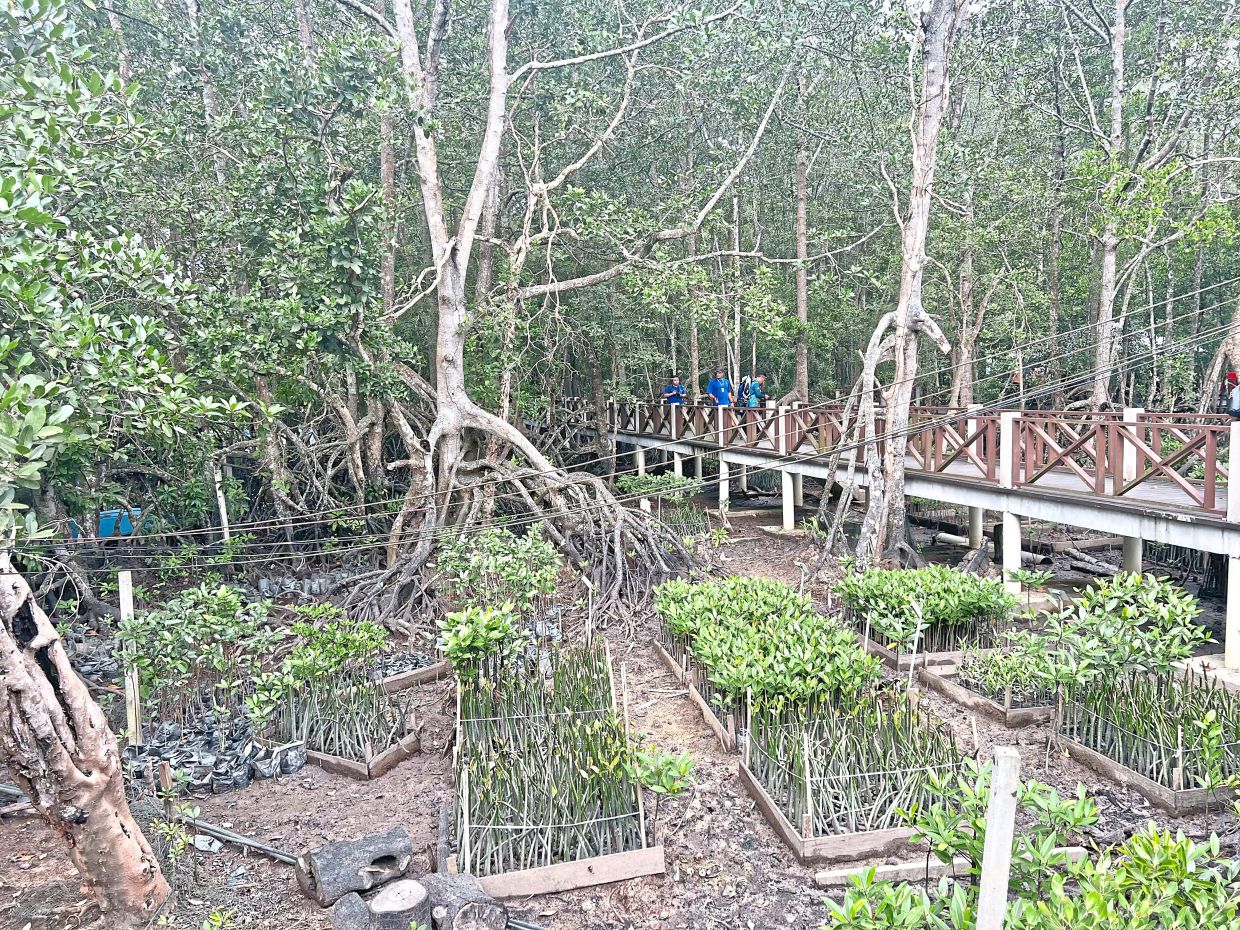 Pertubuhan Sahabat Hutan Bakau Tanjung Surat has been collecting and planting propagules since 2018.