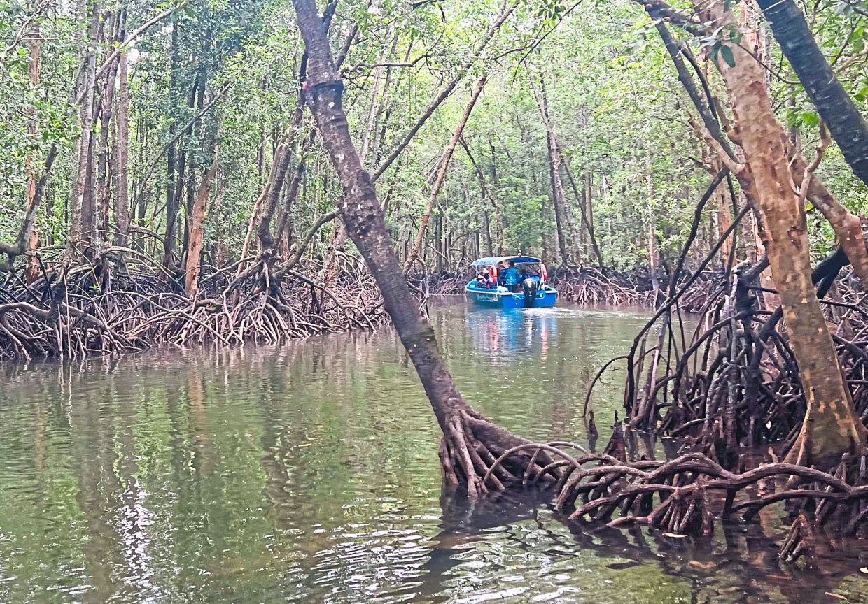 We got to admire the mangrove-lined banks on a cruise at Tanjung Surat.