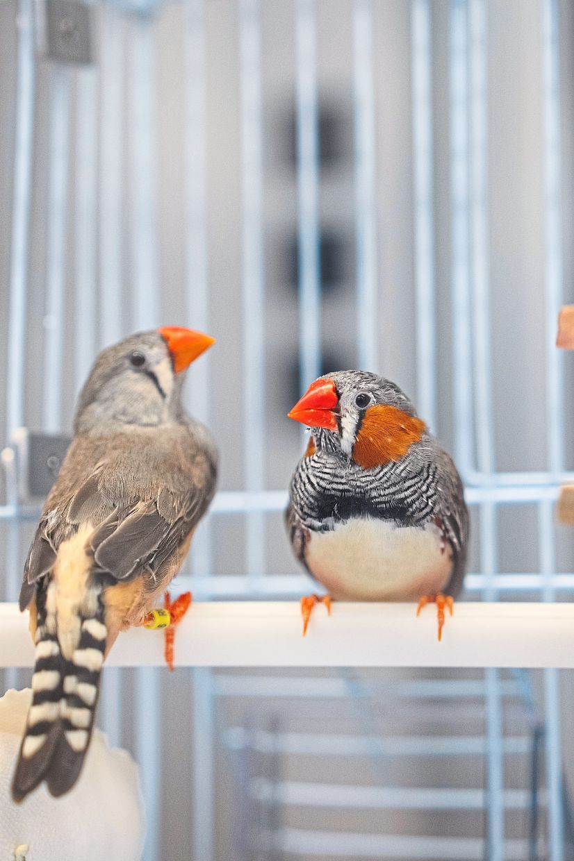 Orange and gray zebra finches, raised in captivity, are the bird species of choice for Jarvis’s research, as their neural networks are strikingly similar to those of humans.