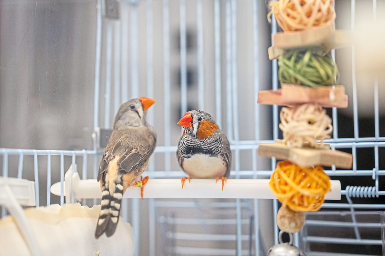 Why some birds learn to create their own repertoire of songs and others can’t has been a longtime focus of the Jarvis’s research.