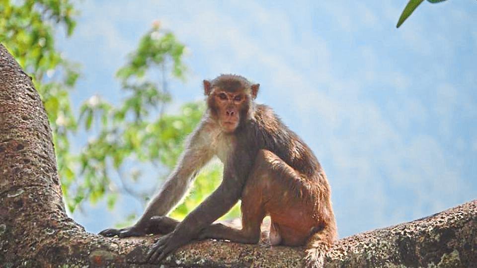 Sungai Perak R&R to close temporarily tomorrow after monkey menace