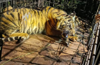 Tiger suspected of mauling 12-year-old girl in Riau