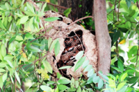 Hornet attack near Singapore's Redhill Market leads to four being taken to hospital