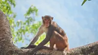 Sungai Perak R&R to close temporarily tomorrow after monkey menace
