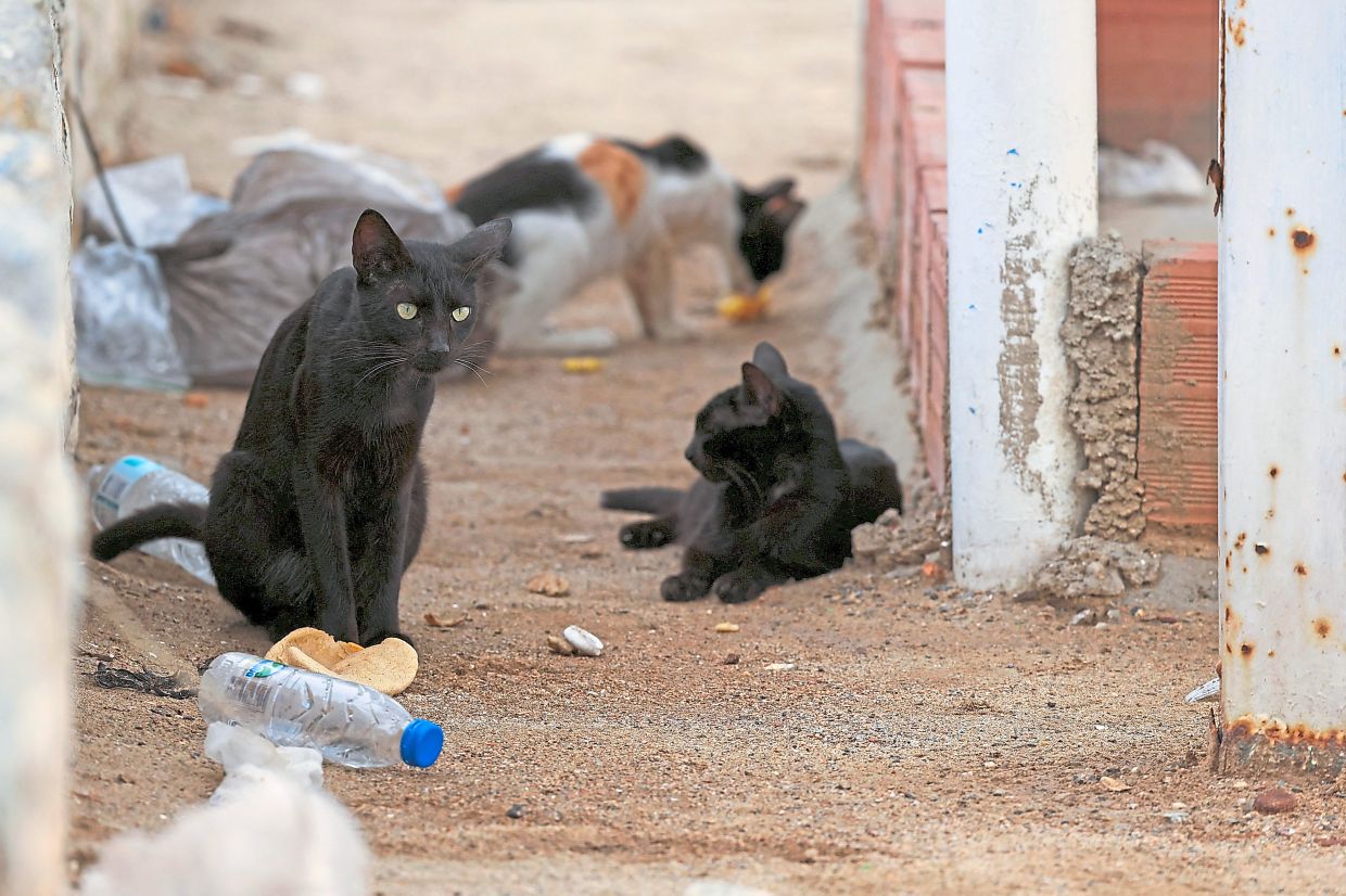 8. Cats rest quietly amid the devastation left behind by the earthquakes. — Reuters