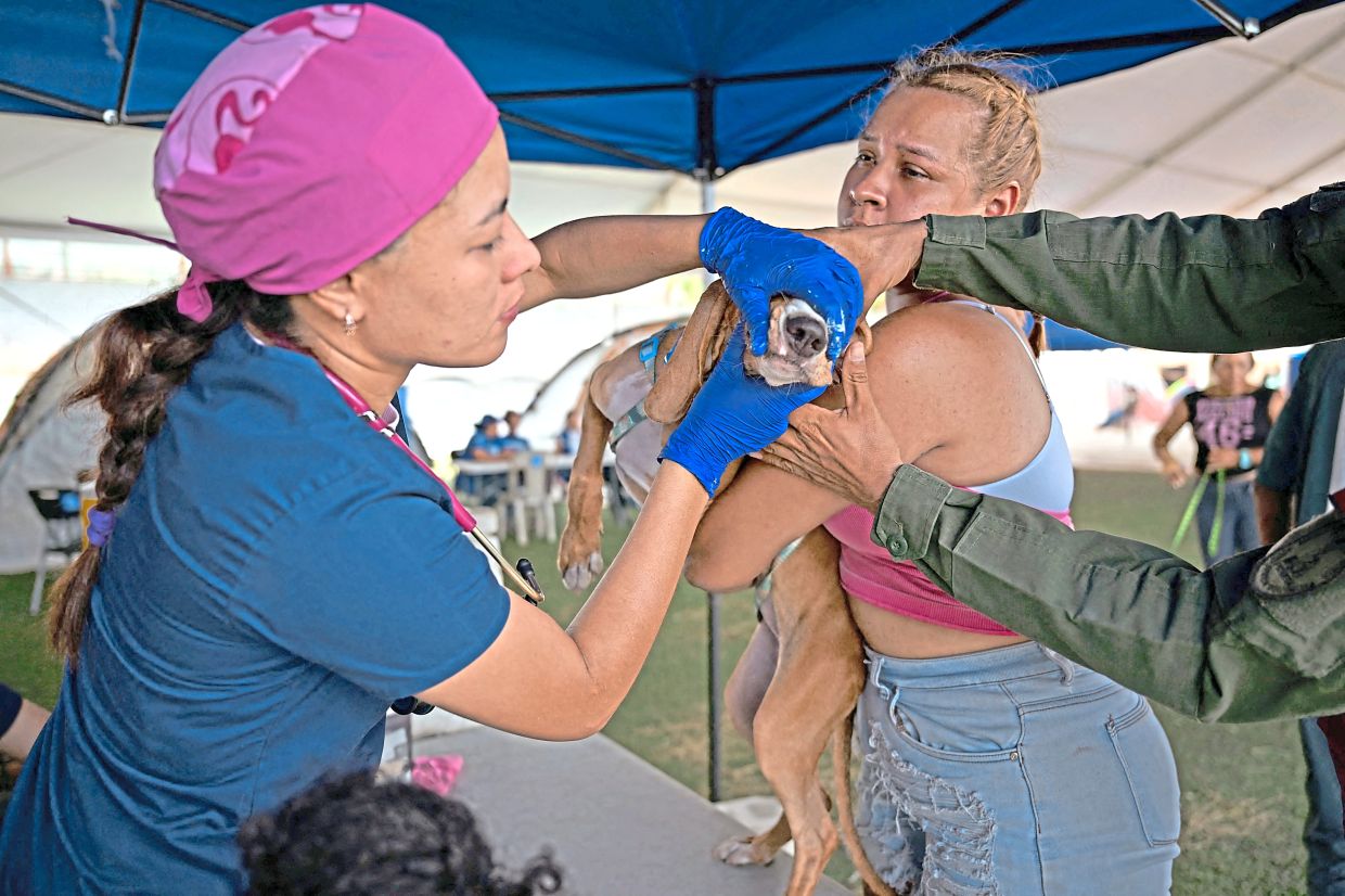 11. A veterinarian treats a rescue dog at a temporary shelter set up at Cesar Nieves baseball stadium in Catia La Mar’s La Angustia neighbourhood. — AFP