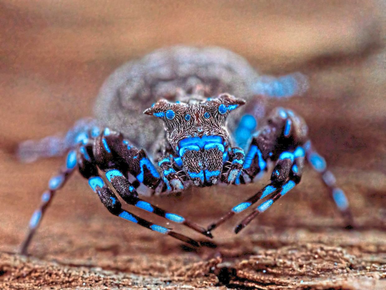 A crowned crab spider that fluoresces under UV light, discovered during the expedition.