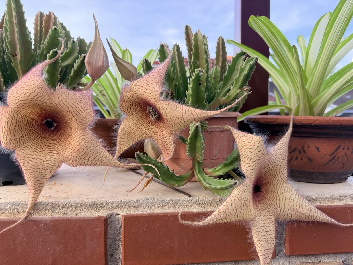 Among the many blossoms in the garden, Rina's pride and joy are her cactus flowers – the striking, five-pointed Stapelia gigantea.