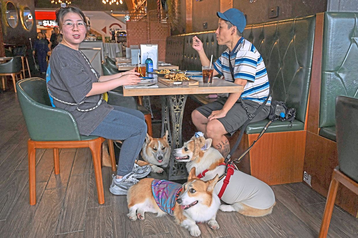 Dog owners Magic Wong (right) and Anny Li eat lunch with their pet corgis at the dog friendly restaurant Harbourview Grill as owner Vanshika Sharma (left) serves food.