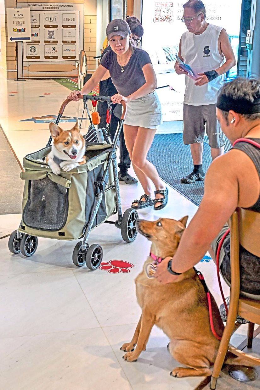 Pet dogs are seen in a pet friendly shopping mall in North Point district. Hong Kong authorities began allowing diners to bring dogs to restaurants last month in a bid to drum up business for the city's struggling dining sector and in response to public demand.