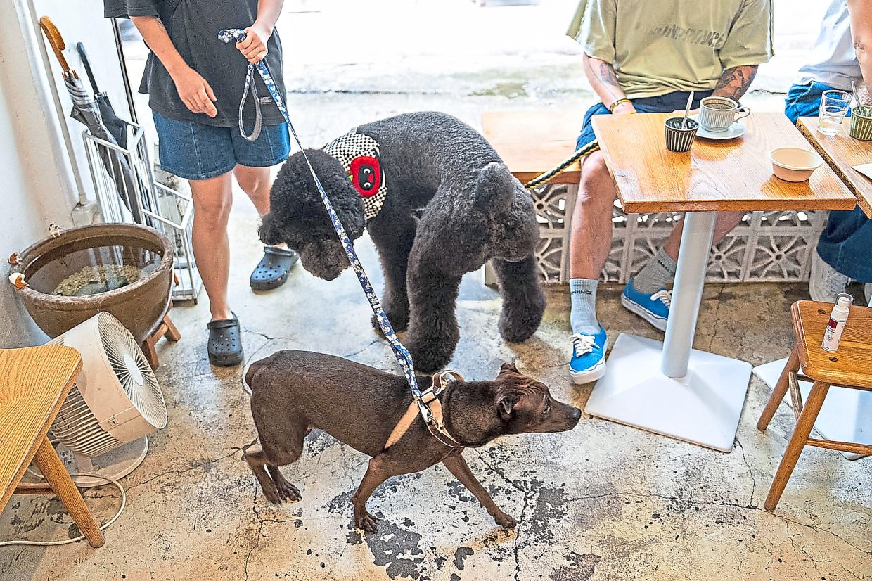 Dogs greet each other inside the Wan Land Cafe.