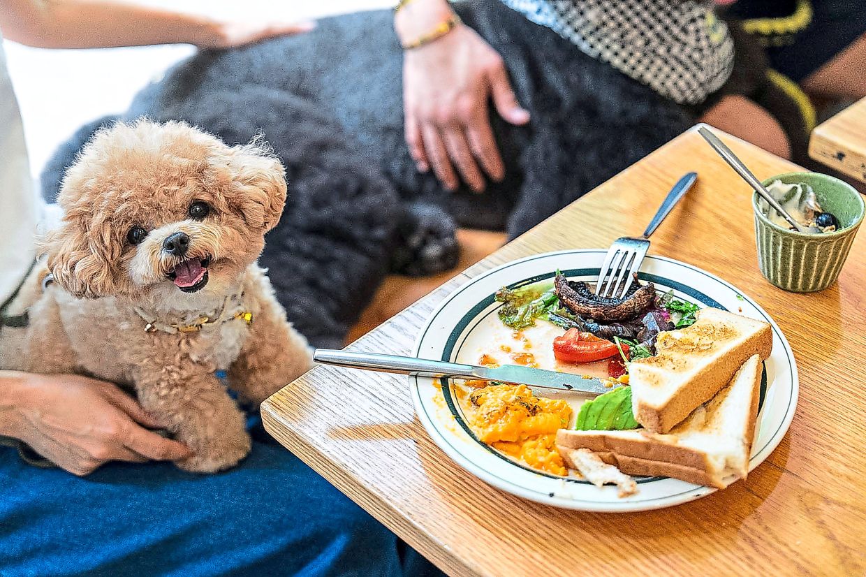 A dog sits on its owner at a dining table.