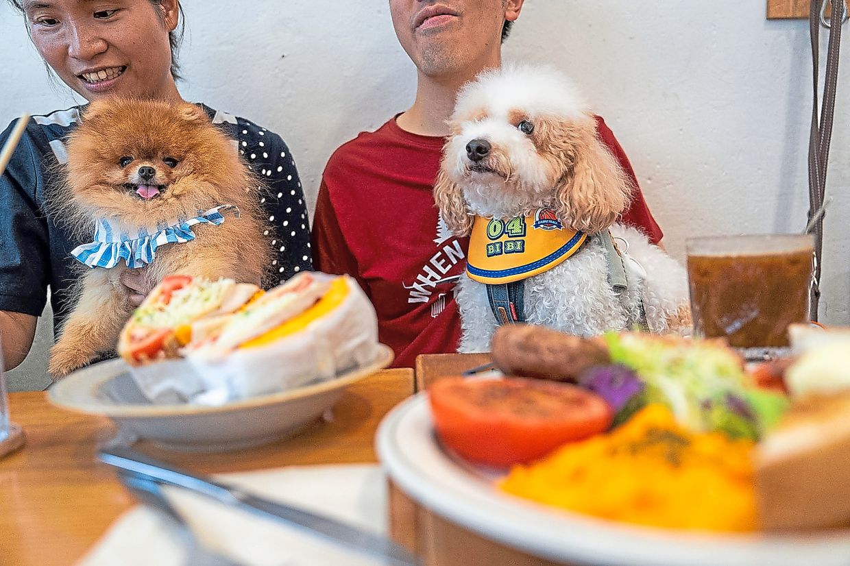 Dogs sit leashed on their owners at Wan Land Cafe.
