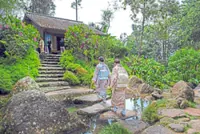Enjoying Japanese tea in Pahang rainforest
