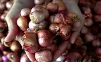 Ministry targets 30% onion self-sufficiency by 2030 under RM31.5mil program