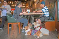 Bone appetit! Hong Kong welcomes dogs into restaurants, to pet owners' delight