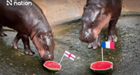 Thailand's pygmy hippo Moo Deng picks France and England to reach 2026 World Cup final