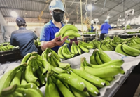 Vietnam seeks to expand fruit exports to China through quality and value