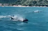 Video of pilot whales supposedly appearing off Pulau Tioman goes viral