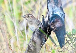 How a bird's habitat can change its song
