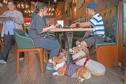 Bone appetit! Hong Kong welcomes dogs into restaurants, to pet owners' delight