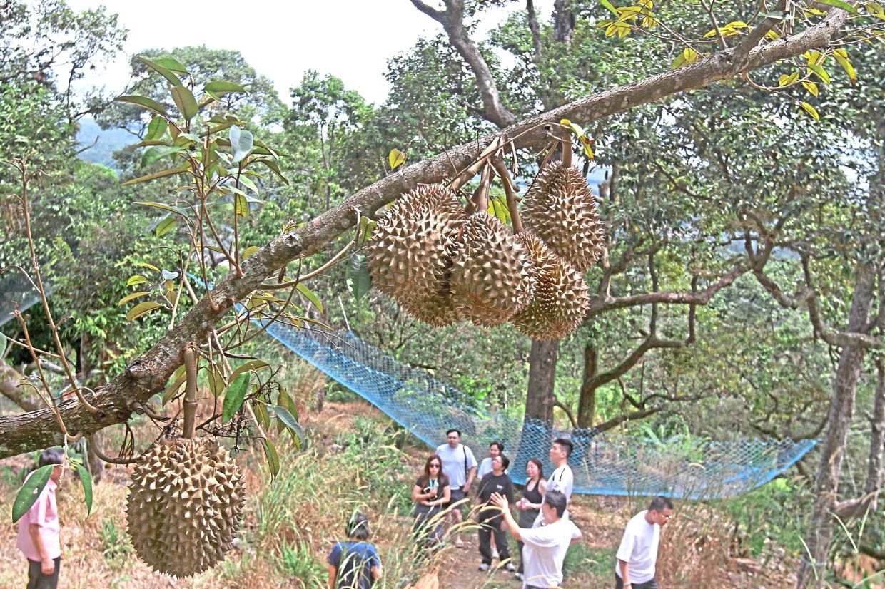 From doubt to durian delight