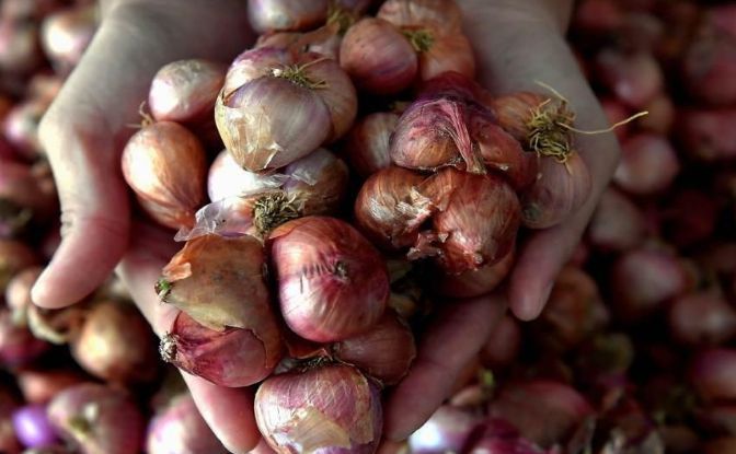 M’sia boosts onion output
