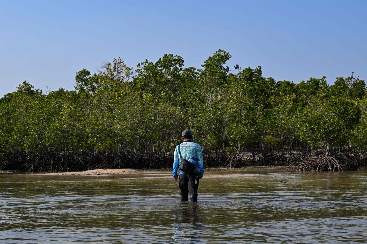 Protecting the protectors: racing to save Philippine mangroves