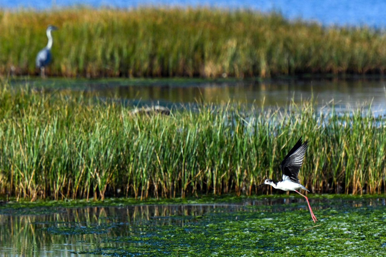 A black-winged stilt egret flies over a wetland in Ulcinj.