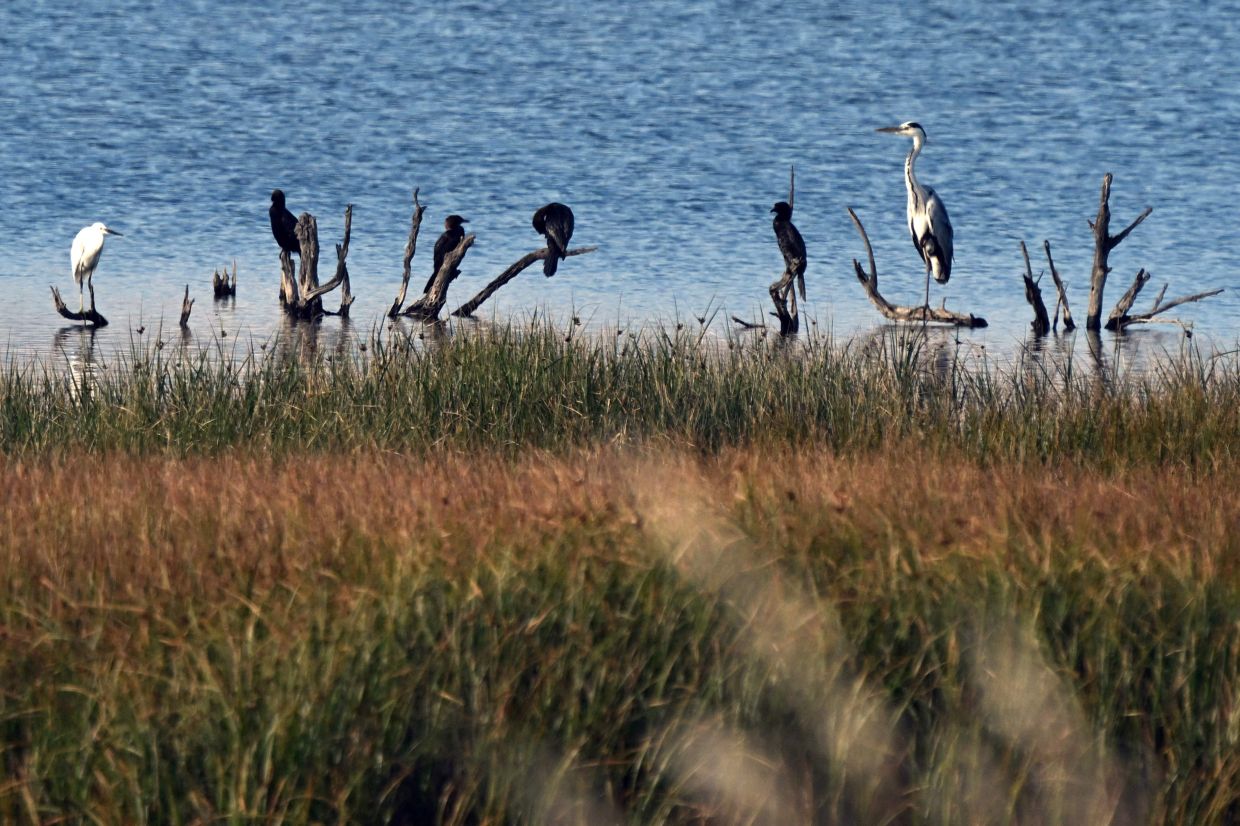 Birds sit on tree branches in a wetland in Ulcinj.