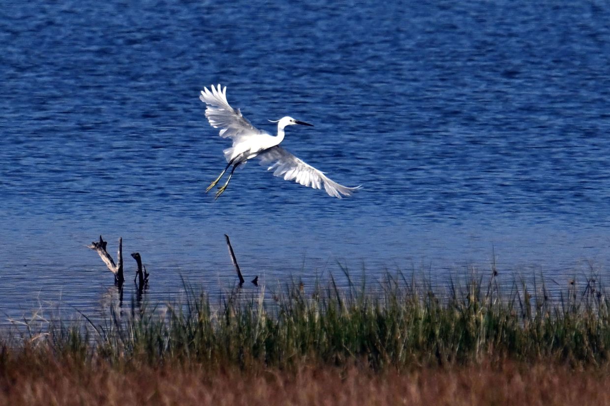 A little egret flies over a wetland in Ulcinj.