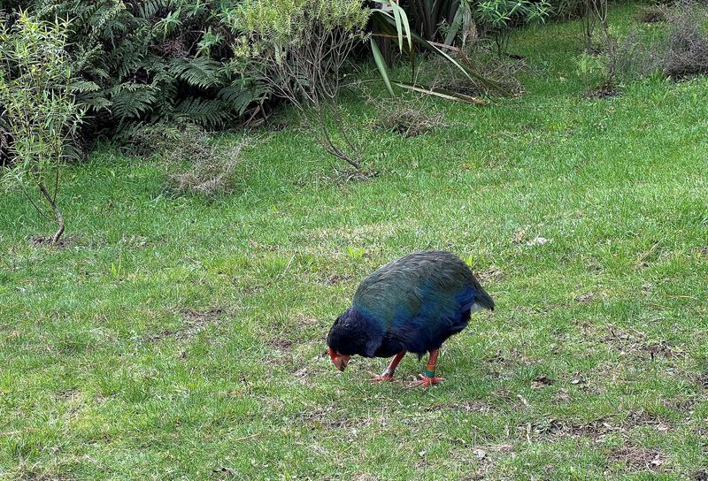 New Zealand detects first H5N1 bird flu case, starts vaccination of endangered species