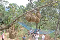 From doubt to durian delight