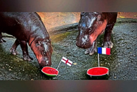 Moo Deng picks France, England to reach World Cup final