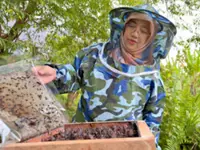Malaysian military families turn to stingless bee farming for livelihood