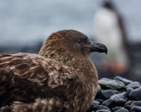 New Zealand detects first H5N1 bird flu case, starts vaccination of endangered species