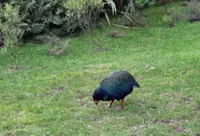 New Zealand detects first H5N1 bird flu case, starts vaccination of endangered species