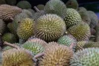 China’s durian boom lifts fortunes across Vietnam’s orchards