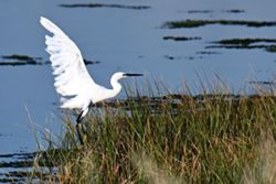 'We don't have time': Montenegro's bird haven is fading