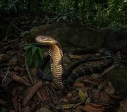 Girl dies after shielding three cousins from cobra attack in Sarangani, Philippines