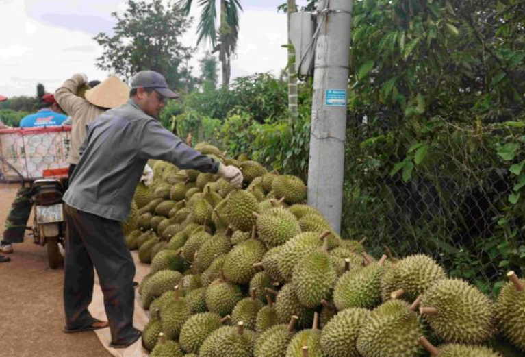 Harvesting durians in the southern region. Domestic fruit prices have also eased as supply peaks across multiple growing regions. — VNA/VNS
