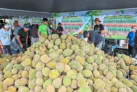 Terengganu durian pulped, offered for cheap to tackle glut