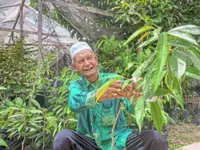 Retiree keeps on grafting for the love of durian
