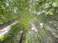 Bill set to boost forest protection
