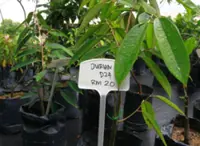 Delivery of illegal durian saplings in Pasir Mas foiled