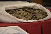 Customs foils RM1.3mil pangolin scale smuggling bid in Sandakan