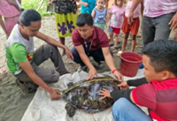 Green sea turtle rescued in Philippines' Zamboanga del Norte region