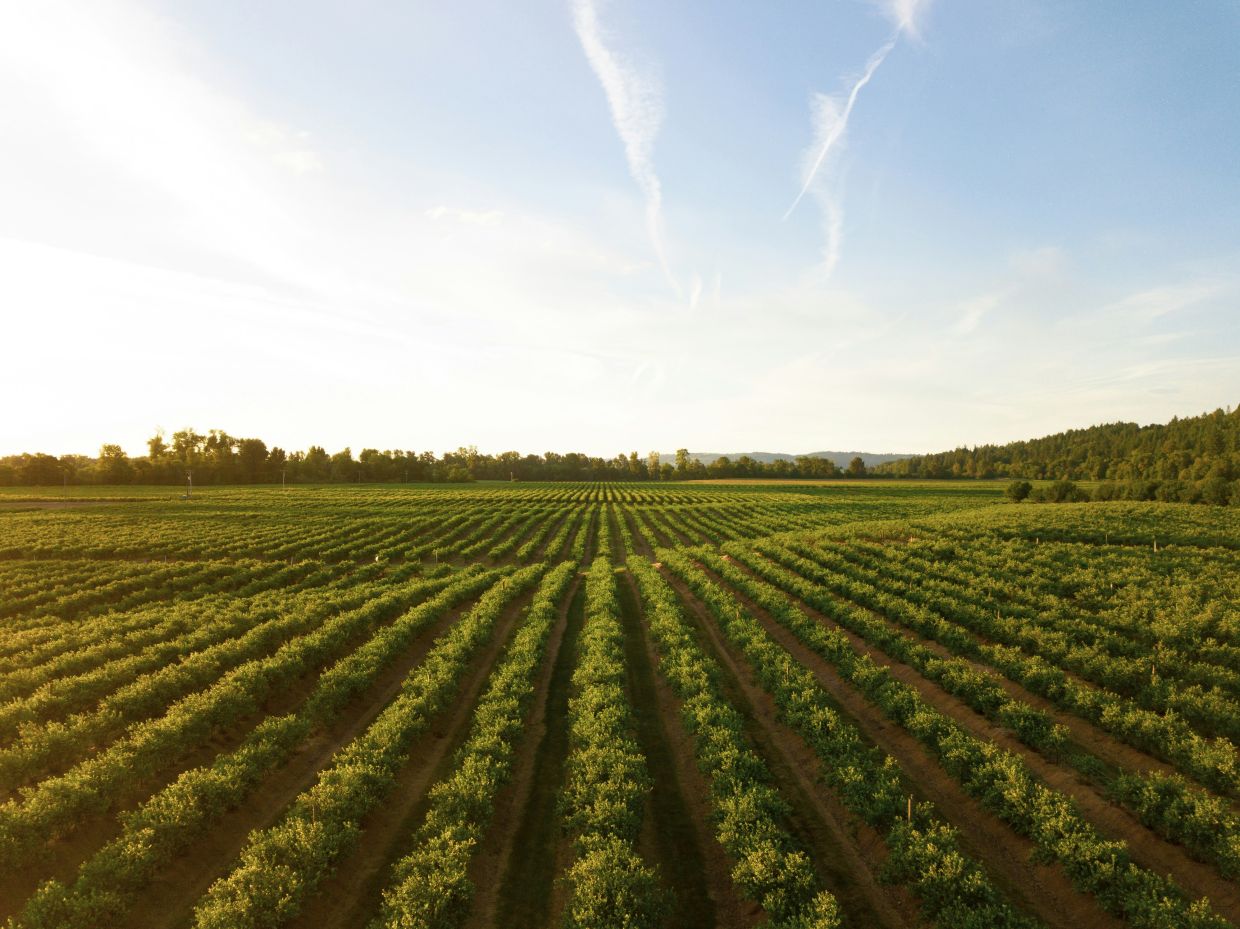Agriculture consumes roughly 70% of all the freshwater humanity uses. — DAN MEYERS/Unsplash